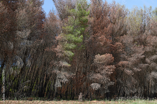 verbrante Bäume nach einem Waldbrand (Strofilia, Griechenland) - forest after a fire in Greece photo