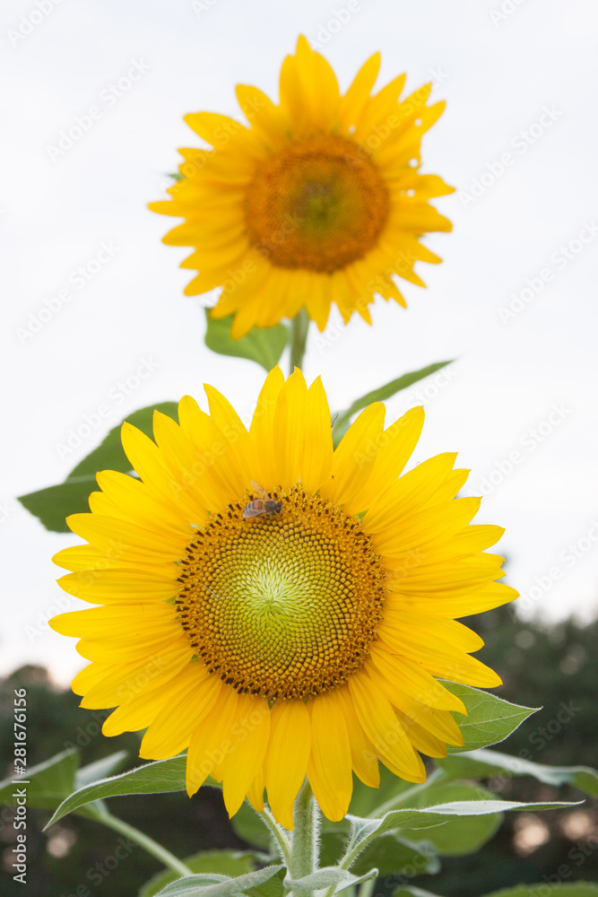 Fototapeta premium sunflowers and bee