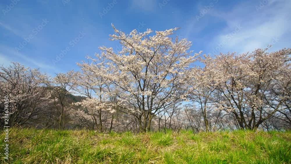 Blossoming Cherry Blossom cherry tree grove, Japan Blossoming Cherry Blossom cherry tree grove, Japan