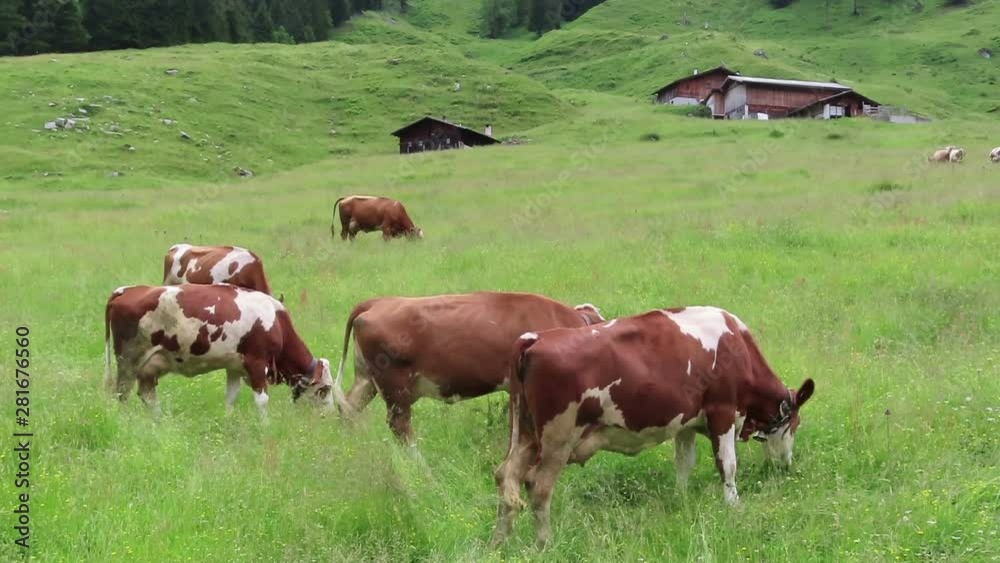 White brown cows on a meadow in austrian alps Zillertal valley. grazing. White brown cows on a meadow in austrian alps Zillertal valley. grazing.