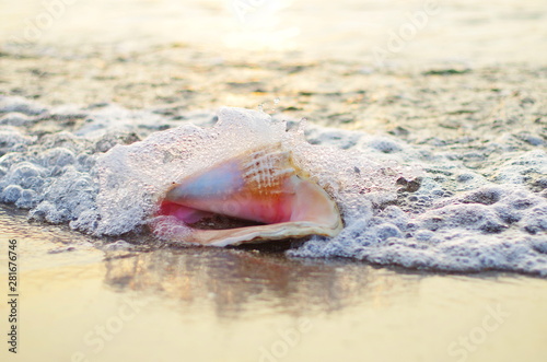 large shell on the beach in the rays of a golden sunrise
