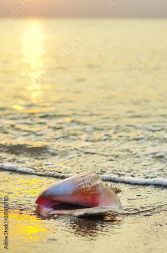 large shell on the beach in the rays of a golden sunrise