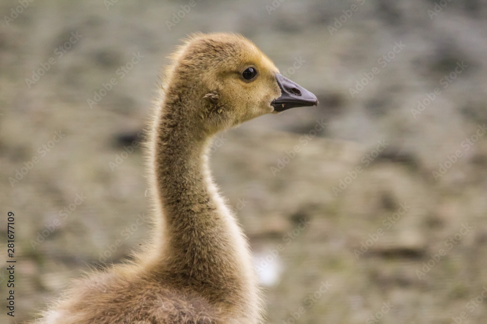 Fototapeta premium gosling