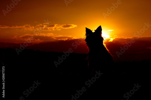 Dog sitting in sunset. Silhouette of Border Collie.