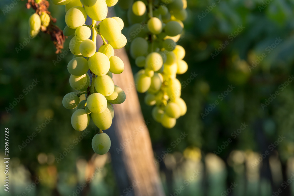 Close Up of Italian Grapes Before the Harvest in July at Sunset