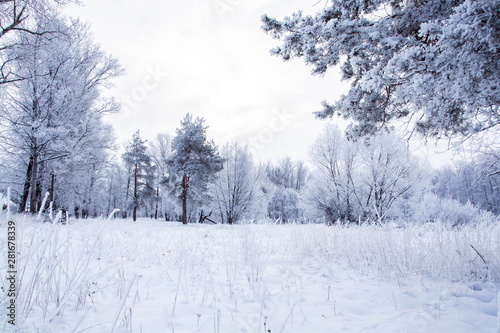winter field in the snow © Ekaterina Bokova