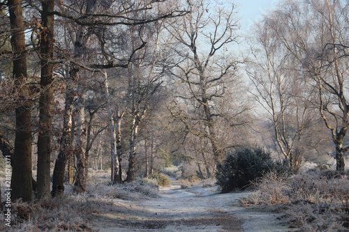frosty early morning woodland walk 