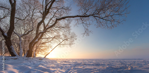 Winter nature landscape at sunset. Sunny winter evening. Winter scene. Snow and frost. Snowy tree. Christmas background
