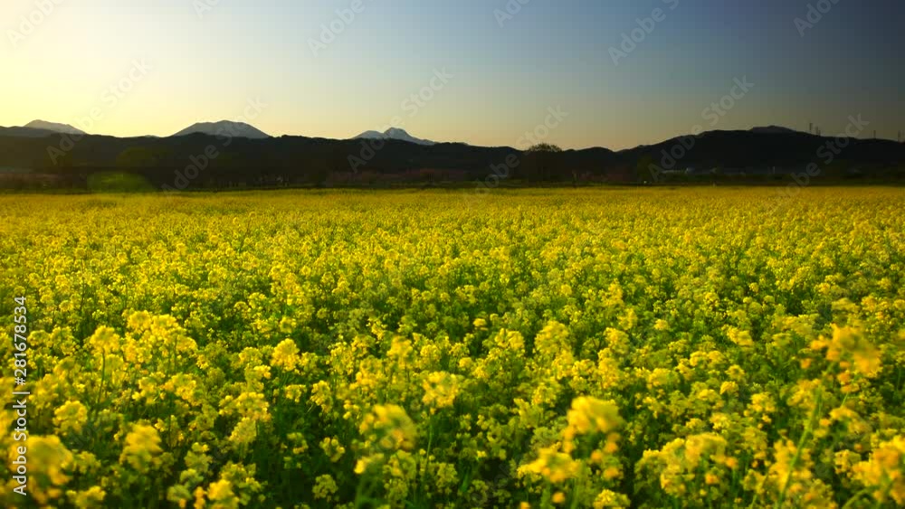 Sunset over Rapeseed field and mountains, Obuse, Kamitakai, Nagano Sunset over Rapeseed field and mountains, Obuse, Kamitakai, Nagano