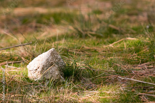 Limestone on grass and dried pine needles photo