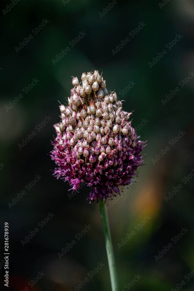 Close up of a purple and white allium flower head Close up of a purple and white allium flower head