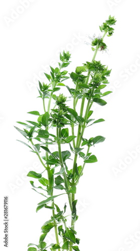 Fresh green basil herb isolated on white background, Ocimum basilicum