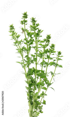 Fresh green basil herb isolated on white background, Ocimum basilicum