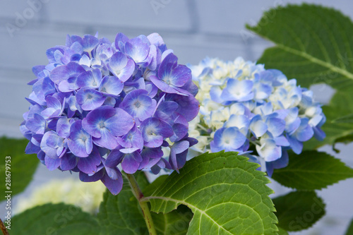 blue hydrangea