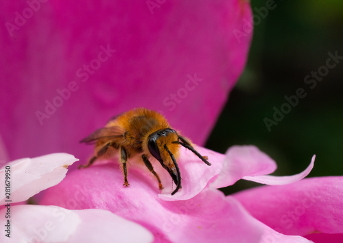 Macro of bee setting on pink flower petals