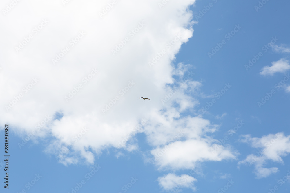 Seagulls flying in the sky among the clouds
