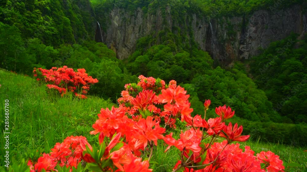 View of Azaleas on mountains, Suzaka City, Nagano Prefecture View of Azaleas on mountains, Suzaka City, Nagano Prefecture