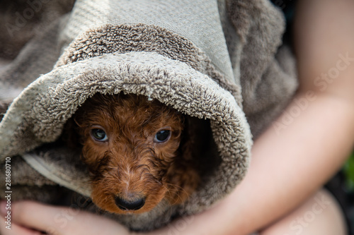 Bilde på lerret Puppy Jedi