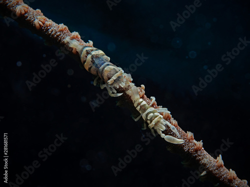 Two anker `s coral shrimp sitting on a whip coral.