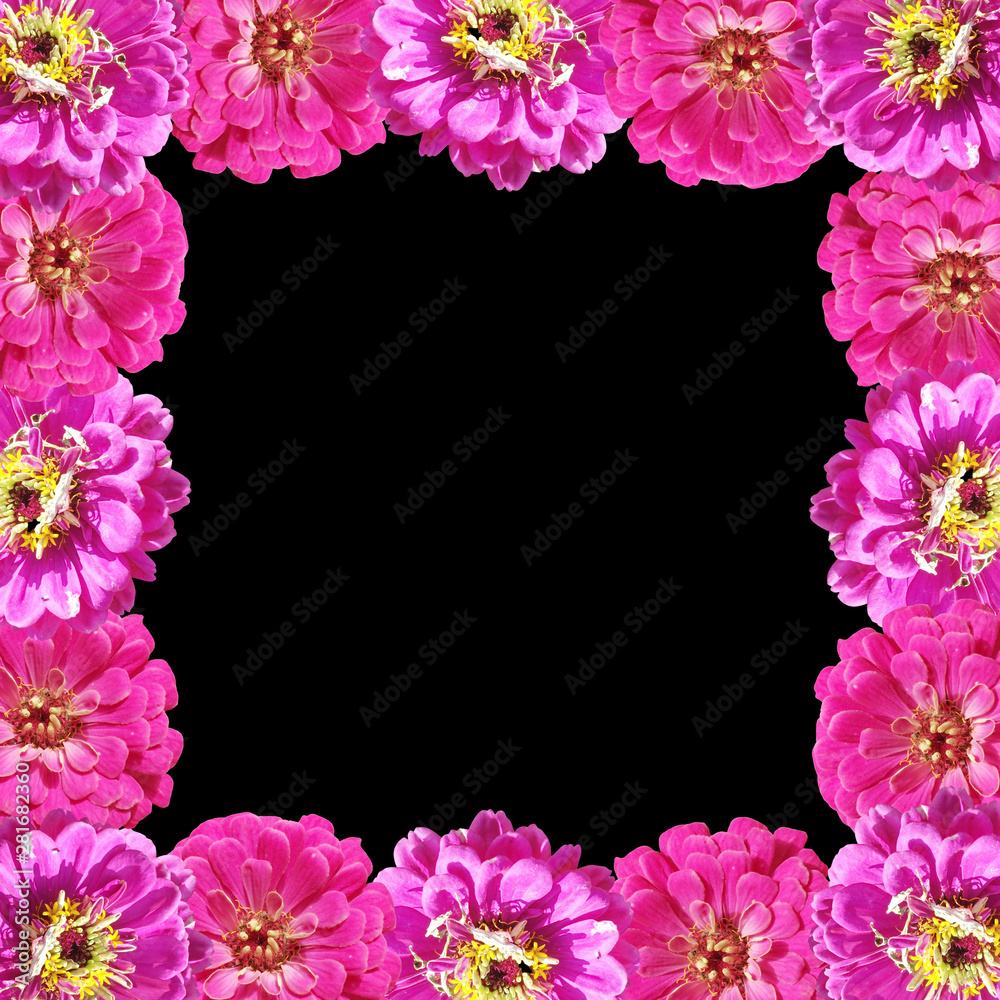 Beautiful floral background of pink tsiniya. Isolated Beautiful floral background of pink tsiniya. Isolated