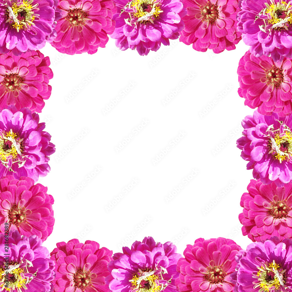 Beautiful floral background of pink tsiniya. Isolated