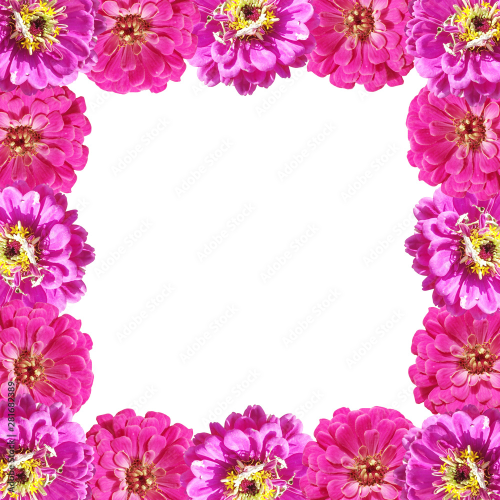 Beautiful floral background of pink tsiniya. Isolated Beautiful floral background of pink tsiniya. Isolated