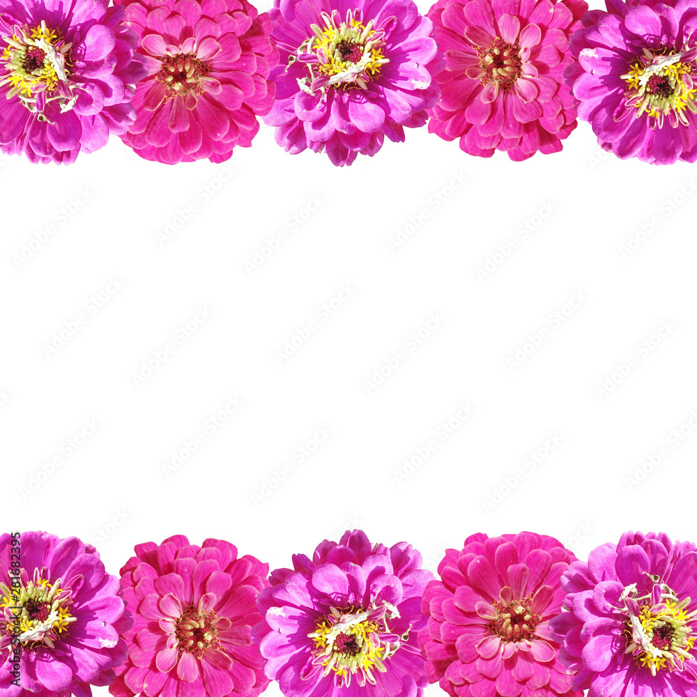 Beautiful floral background of pink tsiniya. Isolated Beautiful floral background of pink tsiniya. Isolated