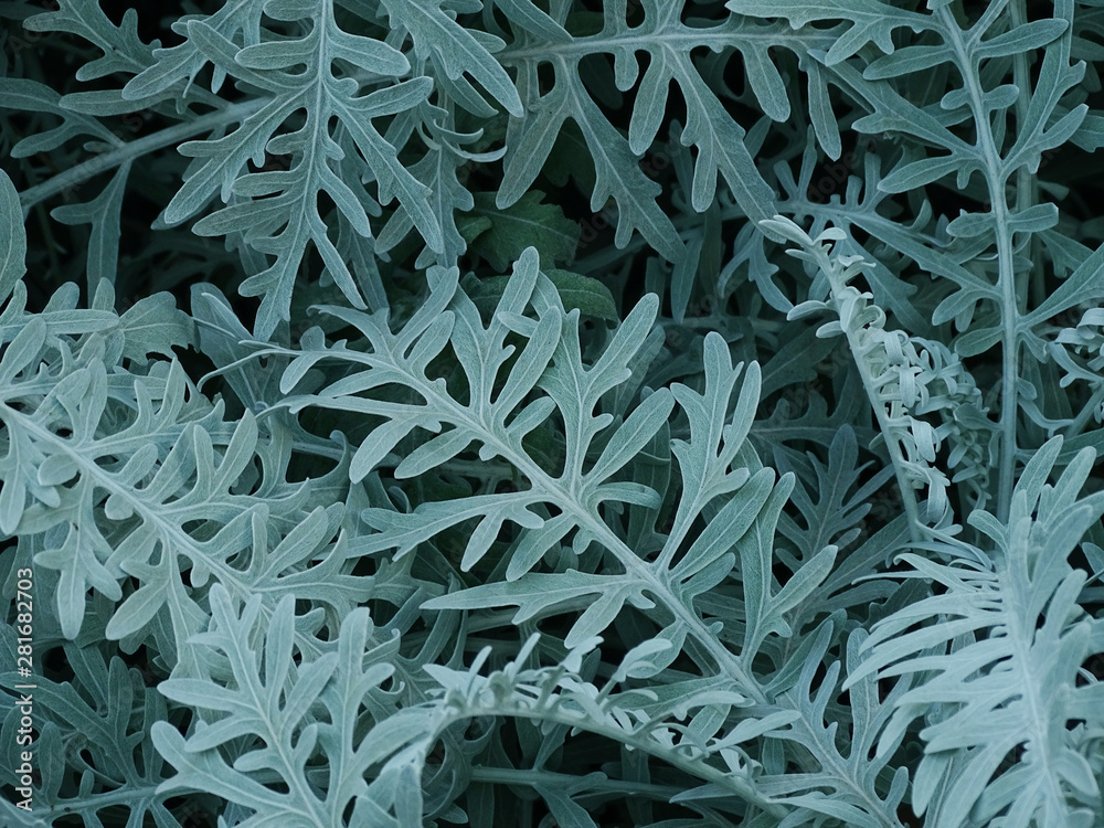 closeup of plant