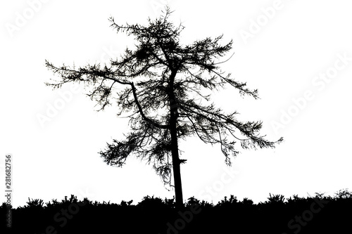 Black silhouette of tree on white background