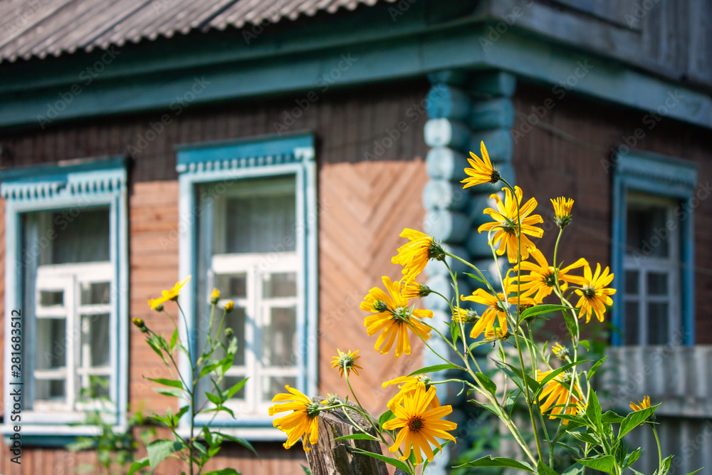 Blooming tapinambur in the summer sunshine. View of flowers on a background of an old house. Corner of a log house with windows. Blooming tapinambur in the summer sunshine. View of flowers on a background of an old house. Corner of a log house with windows.
