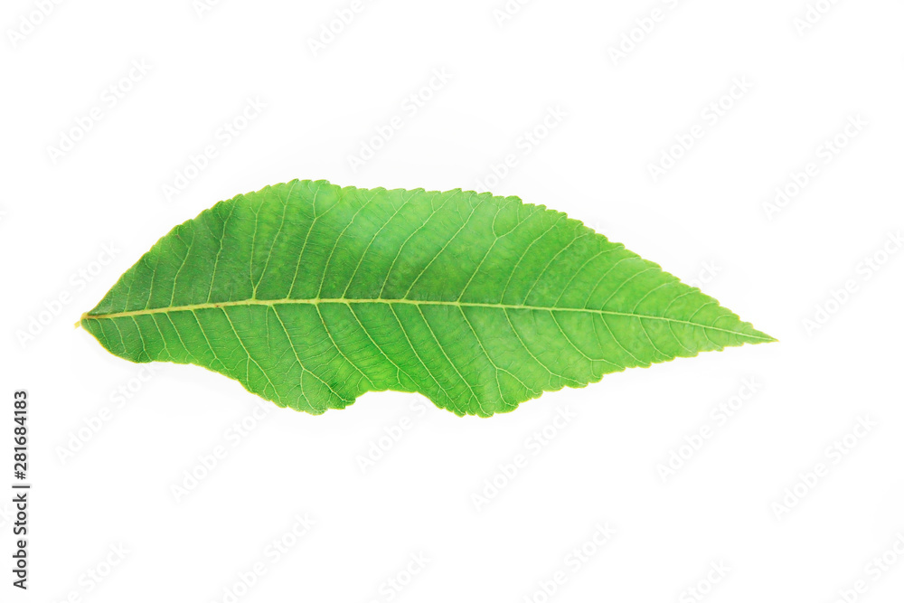 green leaves of a tropical plant or tree on white background green leaves of a tropical plant or tree on white background