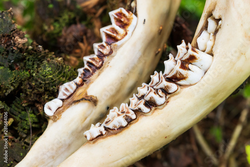 Close up of a jaw from a dead moose where only the skeleton is left. Found inside a forest during summer in Sweden.  photo