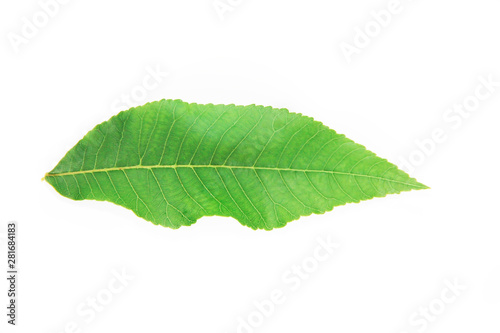 green leaves of a tropical plant or tree on white background