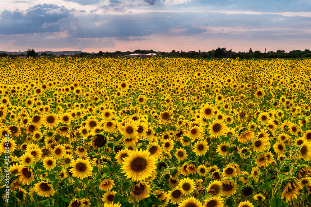 Naklejka premium Sunflower Field in the sunset