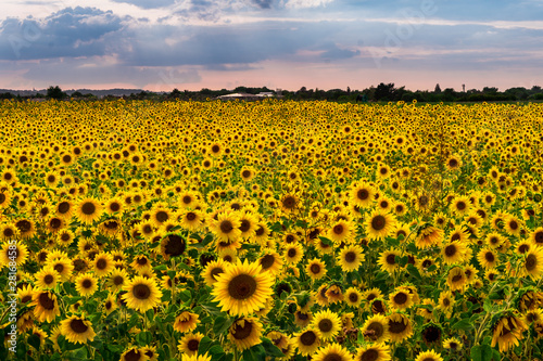 Sunflower Field in the sunset