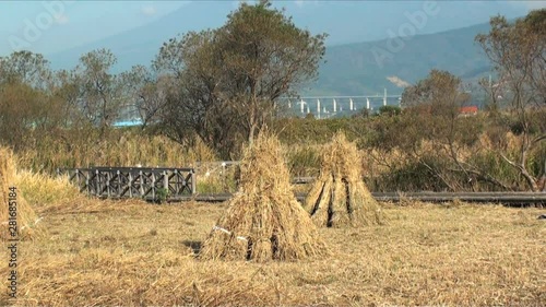 View of hay and Fuji mountain,  Nakazato,  Fuji City,  Shizuoka Prefecture photo