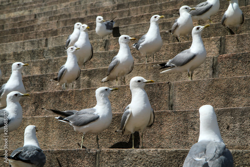 A big group of seagulls is standing on the stairs by the cathedral in Helsinki and curiously wathing the surroundings. 