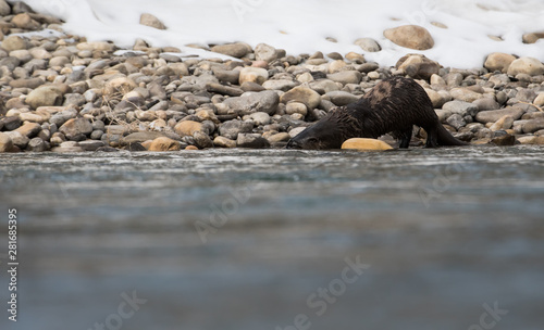 River otter in the wild © Jillian