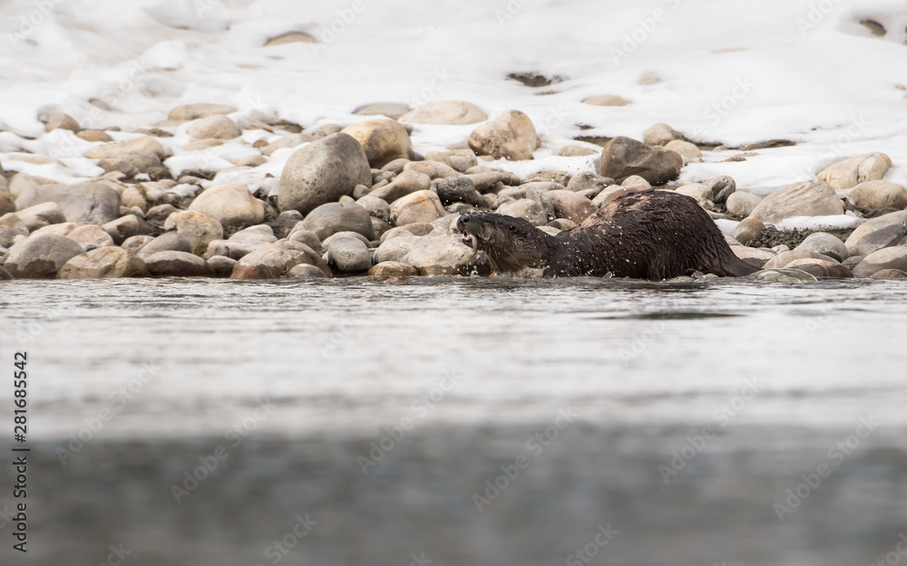 River otter in the wild