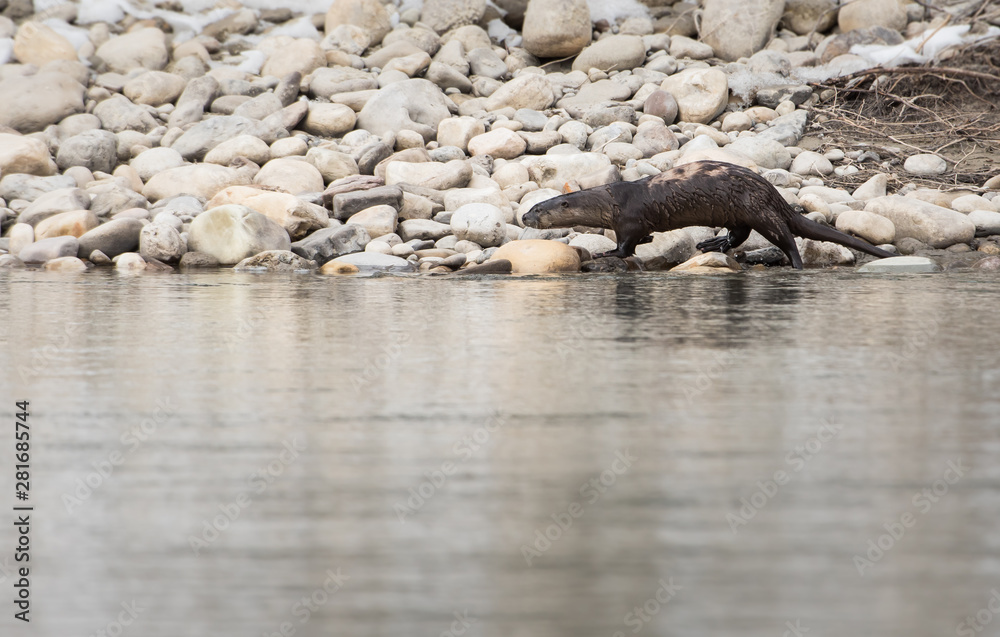 River otter in the wild