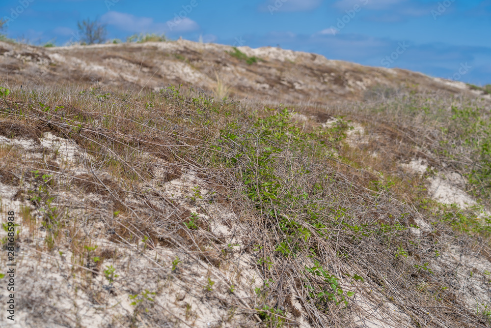 Cayeux-Sur-Mer, France - 04 30 2019: The white road. Sand dune and vegetation