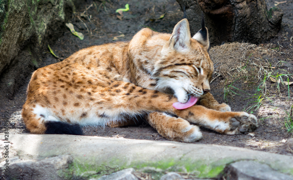 Fototapeta premium Bobcat cleaning