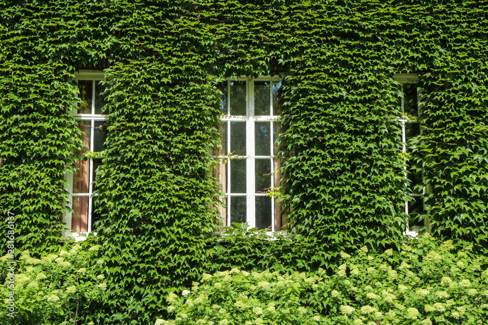 The detail of a green facade of the house. Only roof and some windows are visible.  