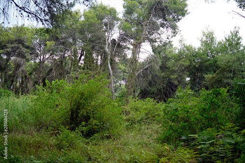 Wald von Strofilia an der Lagune von Kotychi, Peloponnes, Griechenland photo