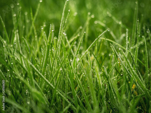 Fresh green grass in a meadow with drops of water beads in the morning.