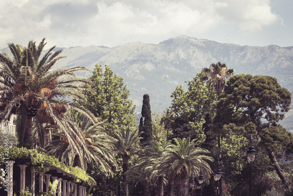 Fototapeta premium great view of mountains and palm trees in Montenegro. clouds over the mountains. Selective focus.