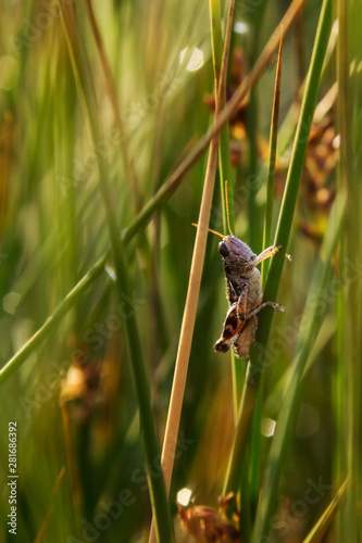 Locust in grass