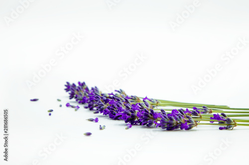 Flowers of Lavander; background with flowers
