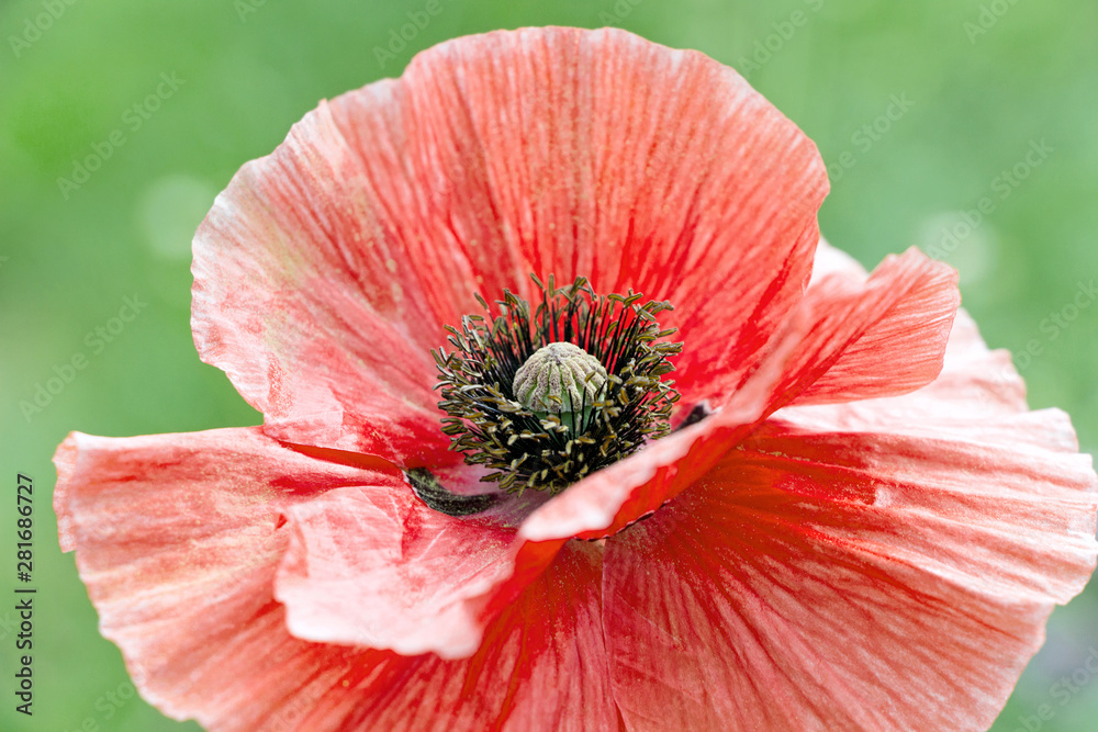 close up of blooming red poppy flower in garden close up of blooming red poppy flower in garden