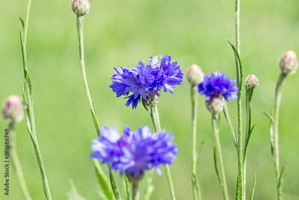 blooming blue cornflowers (Centaurea cyanus) in garden blooming blue cornflowers (Centaurea cyanus) in garden